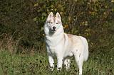 SIBERIAN HUSKY 886
